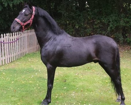 Hackney Stallion we had hoped to buy earlier in 2017